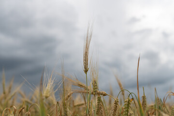 Field of ripe wheat on a cloudy summer day.