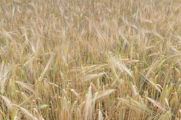 Field of ripe wheat on a cloudy summer day.