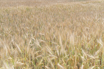 Field of ripe wheat on a cloudy summer day.