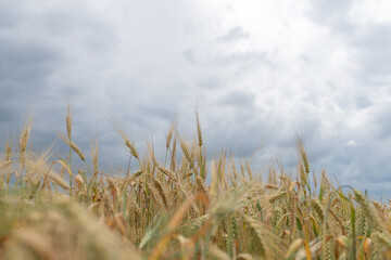 Fototapeta premium Field of ripe wheat on a cloudy summer day.