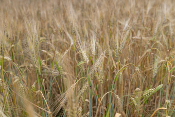 Field of ripe wheat on a cloudy summer day.