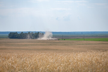 Fototapeta na wymiar Field of ripe wheat on a cloudy summer day.