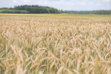 Field of ripe wheat on a cloudy summer day.
