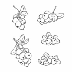 Cranberry vector drawing. Isolated berry branch sketch on white background.