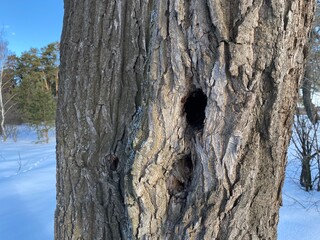 A hollow in a tree trunk.