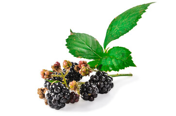 ripe blackberries with leaves