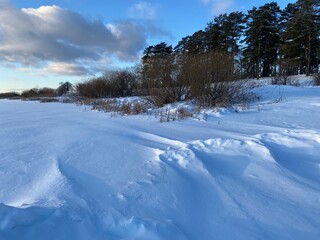 Winter landscape. Snow field. Edge of the forest.