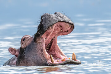 Angry hippo(Hippopotamus amphibius), hippo with a wide open mouth displaying dominance, Lake Mburo, Uganda, Africa - obrazy, fototapety, plakaty