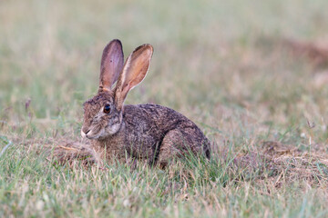 Naklejka na ściany i meble Scrub Hare, Kruger National Park
