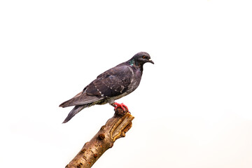 Um pombo empoleirado em um galho sem folhas, com fundo branco.