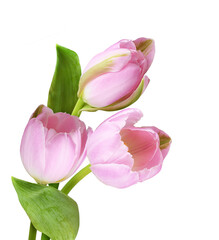 Pink tulip flowers in a floral arrangement isolated on white