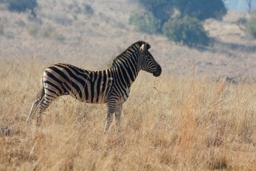 Africa do Sul - Safari - Zebra
