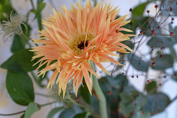 Gerbera-Blüte