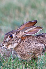 Scrub Hare, Kruger National Park
