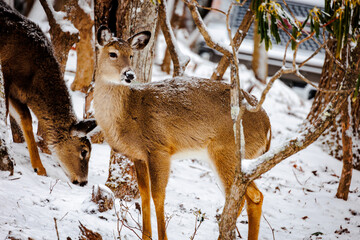 Fototapeta premium snow deer