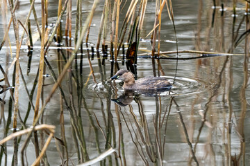 Winter Plumage Little Grebe (Tachybaptus ruficollis) swimming amongst reed stems. Winter Plumage