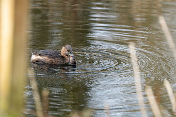 Little Grebe (Tachybaptus ruficollis) in winter plumage carrying a small pike. Looks large against the small bird.