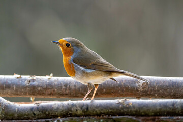 European Robin (Erithacus rubecula) stood on a bird table, with branches as the table edge. Bird is looking left