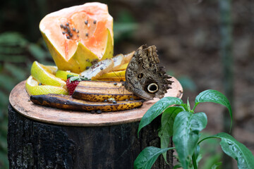 Argentina,  in Puerto Iguazu, an Owl butterfly tastes some fruits.