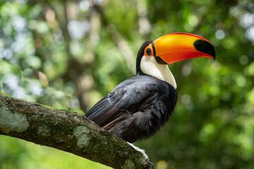 Brazil, a beautiful Toco Toucan in the National Parc of Iguaçu (Iguazu) 