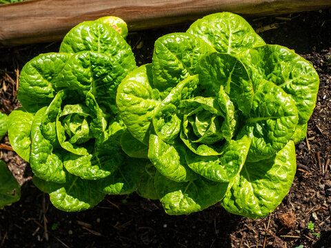 Lechuga en el huerto lista para recolectar