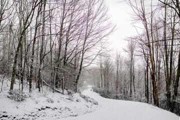 winter mountain forest in the snow