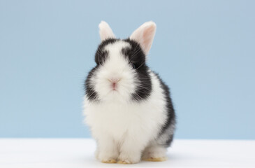 A white and black rabbit on a light blue background