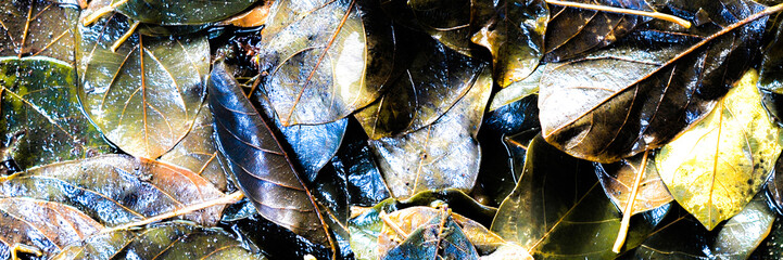 Abstract background. Leaves piled up in a stream.