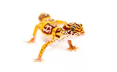 Lizard Eublepharis on a white background. Gecko reptile yellow-spotted. Exotic tropical animal in a pet store. smiling animal