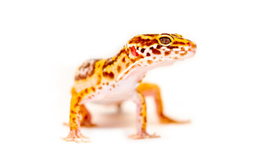 Lizard Eublepharis on a white background. Gecko reptile yellow-spotted. Exotic tropical animal in a pet store. smiling animal