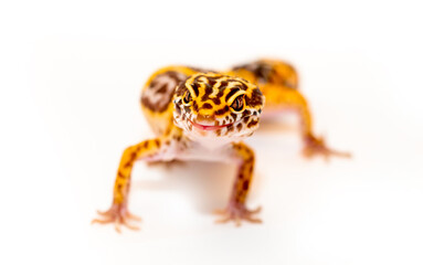 Lizard Eublepharis on a white background. Gecko reptile yellow-spotted. Exotic tropical animal in a...