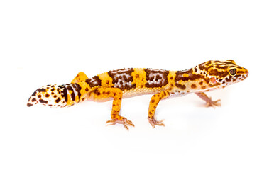 Lizard Eublepharis on a white background. Gecko reptile yellow-spotted. Exotic tropical animal in a...