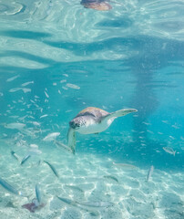 Obraz premium Underwater Views around the Caribbean island of Curacao