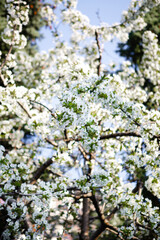 Apple tree branches in white bloom close-up
