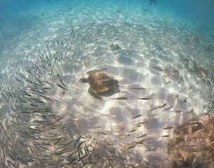  Underwater Views around the Caribbean island of Curacao