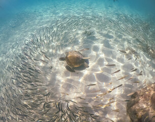  Underwater Views around the Caribbean island of Curacao