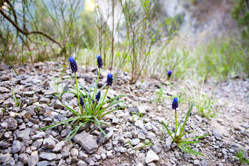 Small blue flowers grow on the mountain in spring