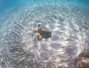  Underwater Views around the Caribbean island of Curacao