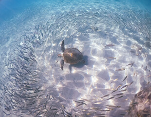  Underwater Views around the Caribbean island of Curacao