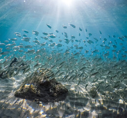  Underwater Views around the Caribbean island of Curacao