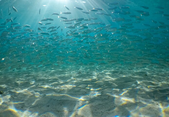  Underwater Views around the Caribbean island of Curacao