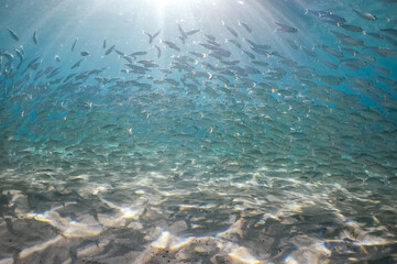  Underwater Views around the Caribbean island of Curacao