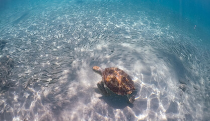 Underwater Views around the Caribbean island of Curacao