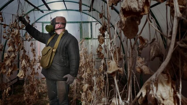 Male survivalist with gas mask in telogreika checks crop of cucumbers in greenhouse, consequences of apocalypse