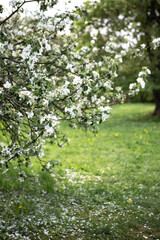 Fototapeta na wymiar Flowering branches of an apple tree with petals on the green grass