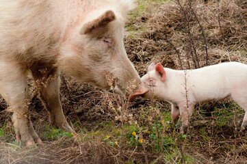 Tenerezza tra un maialino e mamma scrofa