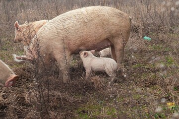 Scrofa che allatta maialino