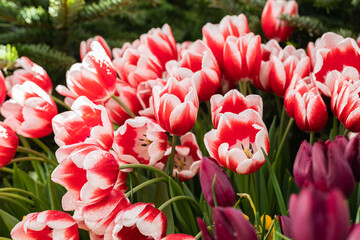 Red and white tulips flowering in the spring sunlight, soft selective focus