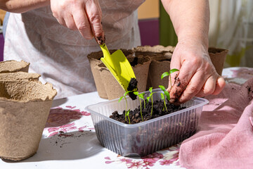 Hands of elderly woman in process of transplanting pepper seedlings from plastic container into peat pots using garden scoop. Early spring planting. Concept of organic vegetable growing.