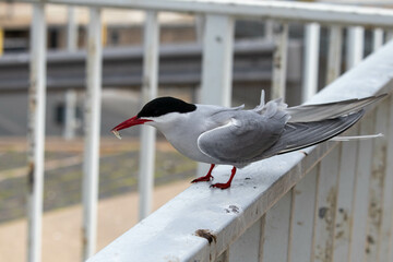 Seagull with food worm at the Eider barrier on the North Sea, Schleswig Holstein, Germany,b